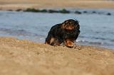 KING CHARLES SPANIEL 037